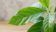 Moje domácí avokádo: zkušenosti s pěstováním a tipy na péči