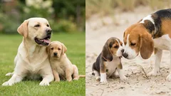 Pamatuje si štěně mámu, když jde do nového domova? Co čekat a jak mu to ulehčit