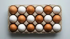 Bílá nebo hnědá vejce: co barva skořápky skutečně znamená a proč zbytečně nepřeplácet